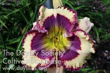 Daylily Blue Vibrations